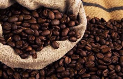 hal  kamu  ketahui tentang kopi robusta