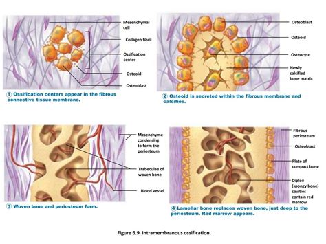 Ppt Bones And Skeletal Tissues Powerpoint Presentation Free Download