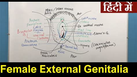 Female External Genitalia in Hindi हनद Nursing Lecture YouTube