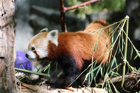 Flickr The Red Panda Pool