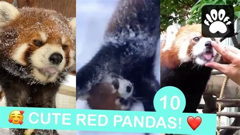 10 Cute Red Pandas 😲 ️ Youtube