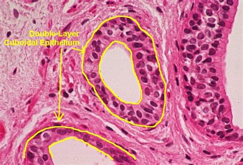 Basic Histology Cuboidal Epithelium Two Layers