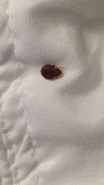 Bed Bug Reports Check Hotels And Apartments Before You Stay
