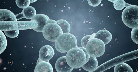 Candida auris is an emerging fungus that presents a serious global health threat. What Is Candida Albicans? » The Candida Diet