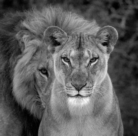 Pin By Barbara Morrison On Lion And Lioness Lion Love