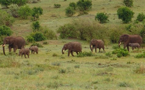 5 Facts About Elephants You May Not Know About Kenya Geographic