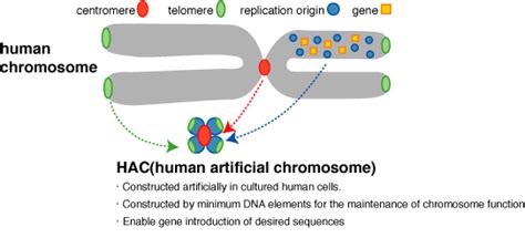Cloning Vector Characteristics And Types Online Biology Notes