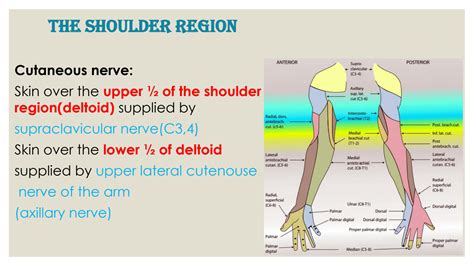 Solution Anatomy Of The Upper Limb Lecture 5 Studypool