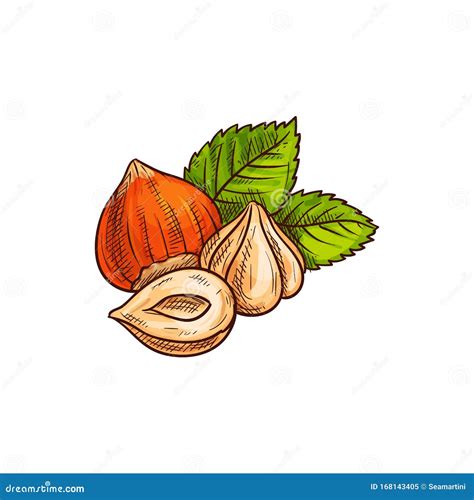 Filbert Cobnut Peeled Hazelnuts With Leaf Sketch Stock Vector