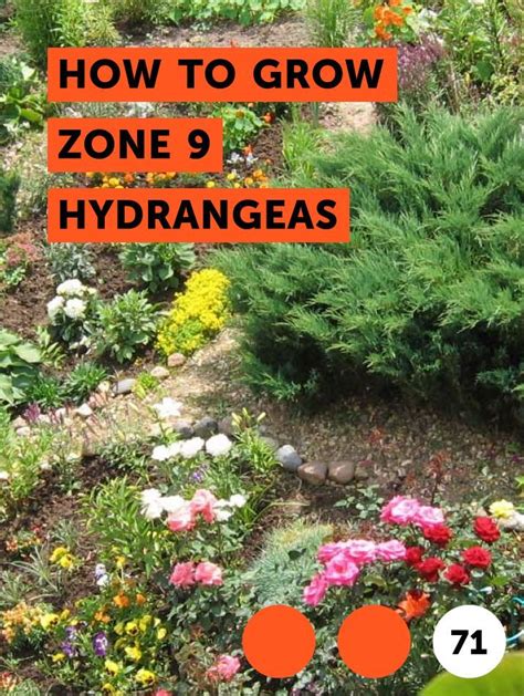 Easy to germinate using the winter sowing method. Learn How to Grow Zone 9 Hydrangeas | How to guides, tips ...