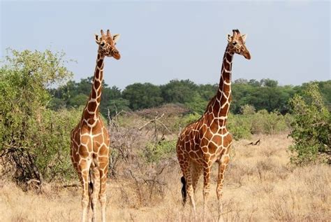Do Giraffes Have Any Natural Predators Quora
