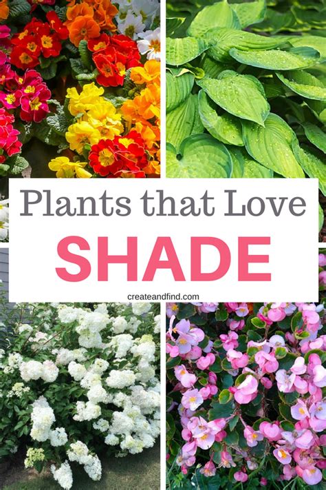 The 10 Best Plants That Grow In Shade Plants That Grow In Shade