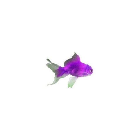 Purple Goldfish Edited By Calypso Liked On Polyvore Featuring Animals