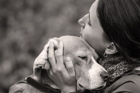 Grieving the loss of a pet can feel isolating, but it doesn't have to be. When To Euthanise A Dog With Cushing's Disease? | Cloud 9 Vets