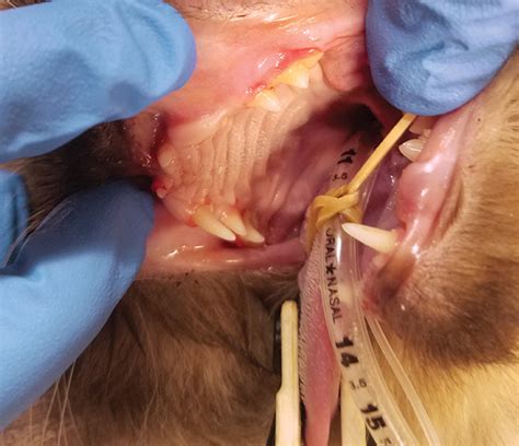 Should you worry if your cat loses a tooth? Case Report: Dentistry Impacted Maxillary Canine Tooth in ...