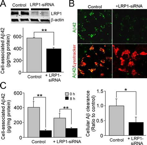 Neuronal Clearance Of Amyloid β By Endocytic Receptor Lrp1 Journal Of