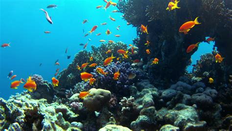 Beautiful Underwater Colorful Corals And Fishes Picture