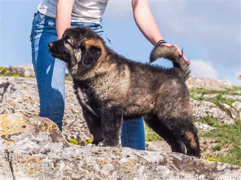 Drakkar Caucasian Mountain Dog Puppy For Sale Euro Puppy