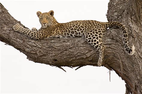 Wild4 African Photographic Safaris October 2011 Lions And Leopards Of