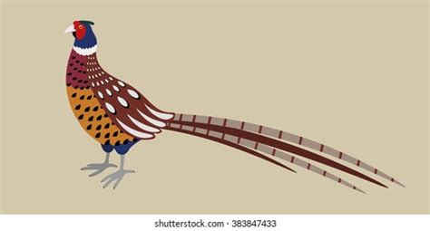 1353 Pheasant Cartoon Images Stock Photos 3d Objects And Vectors
