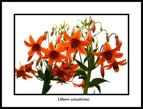 Plantfiles Pictures Species Lilium Canada Lily Meadow Lily Lilium