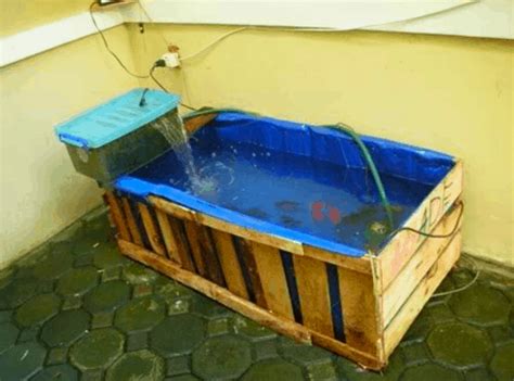 Untuk membuat kolam ikan minimalis di belakang rumah, anda tak memerlukan lahan yang luas sebagaimana taman yang dilengkapi kolam dan gazebo. 5 Ternak Menguntungkan di Lahan Sempit - ArenaHewan.com