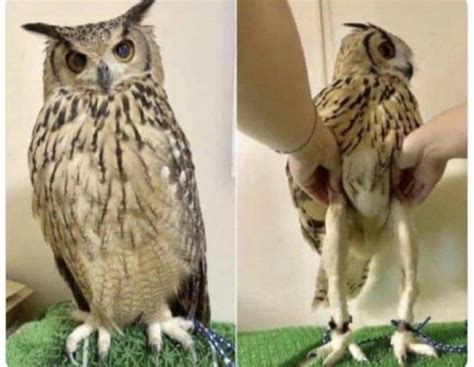 Have You Ever Seen An Owls Legs Meme Guy