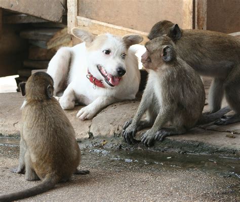 Monkey And Puppies Monkey Having A Play Date With Puppies Is The Best