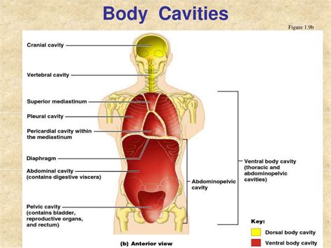Ppt The Human Body Anatomical Regions Directions And Body Cavities Powerpoint Presentation