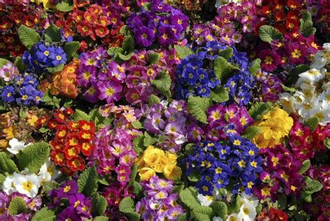 Check spelling or type a new query. Can You Plant Primroses Outside? | Home Guides | SF Gate