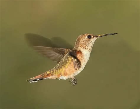 Hummingbirds In North Carolina 9 Species With Pictures Wild Bird World