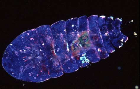 Sea Sapphire The Most Beautiful Animal Youve Never Heard Of