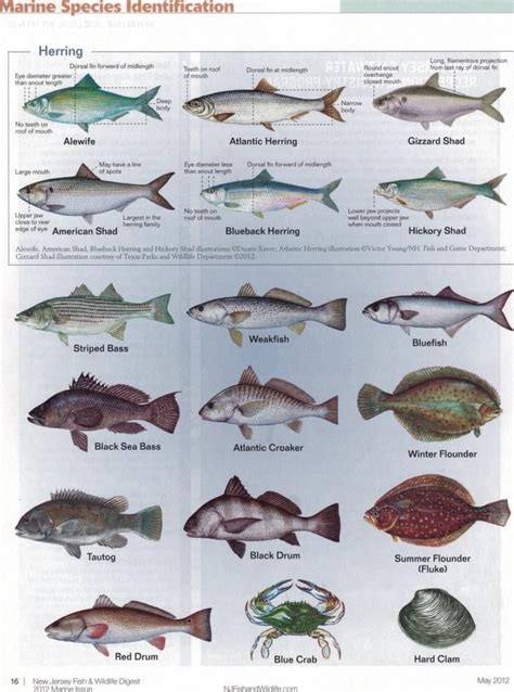 New Jersey Fish Identification Chart 1 Types Of Fish