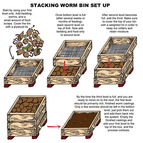 Worm Composting 101 All You Need To Know