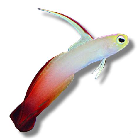 Red Firefish Goby