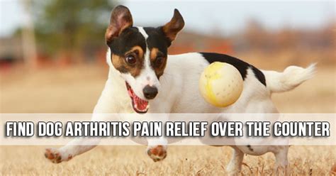 Animal Hospitals Arizona Find Dog Arthritis Pain Relief Over The Counter