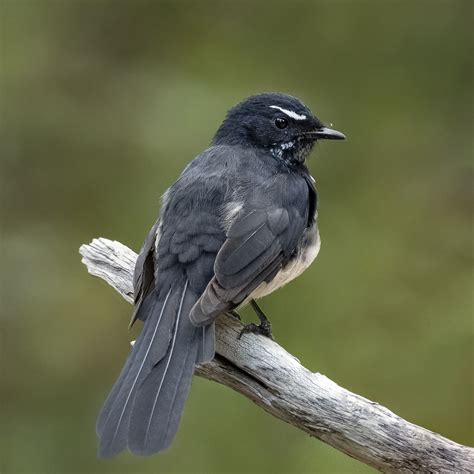 Willie Wagtail The Willie Wagtail Is The Biggest Australia Flickr