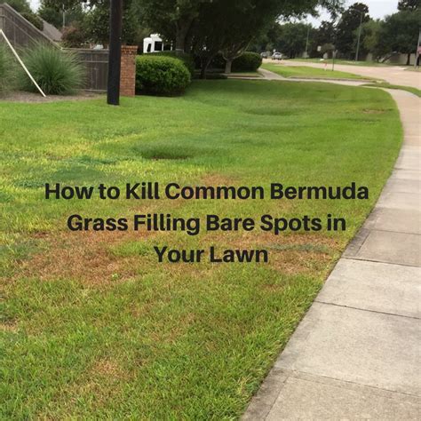 How To Kill Common Bermuda Grass In Your Houston Lawn Video
