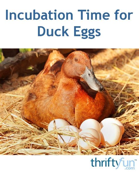Incubation Time For Duck Eggs Thriftyfun