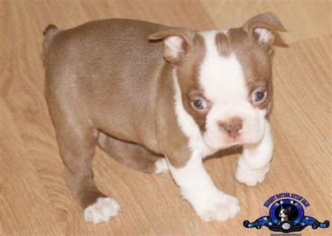 Akc registered, born december 14th, dewclaws removed, 1st shots and wormed. Boston Terrier Puppies For Sale Cincinnati Ohio | PETSIDI