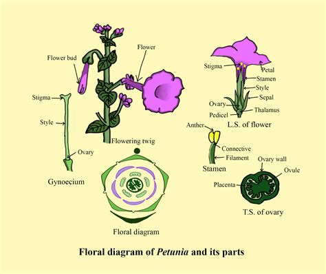 Kelas 1c Pgsd Mejeng Solanaceae Floral Formula Explanation