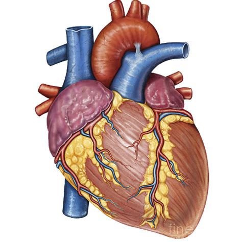 Anatomical Heart Png Image Png Arts Images