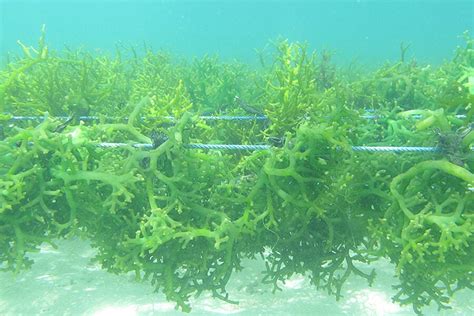 Not Just For Nori Rolls Seaweeds Huge Potential Examined Australian