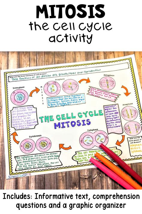 Mitosis Cell Cycle Teach Your Grade 6 7 And 8 Science Students