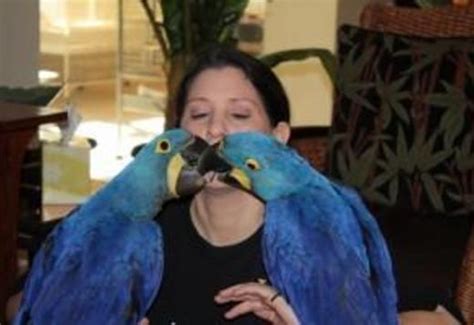 macaw dna hyacinth macaw parrots birds for sale price
