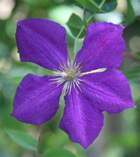 We did not find results for: Clematis 'Jackmanii', partial shade/sun | Plant wishlist ...
