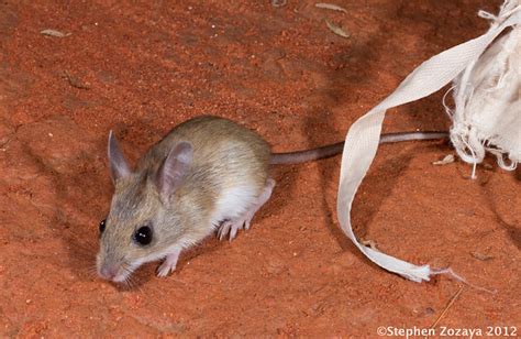 Spinifex Hopping Mouse (Notomys alexis) | Flickr - Photo Sharing!