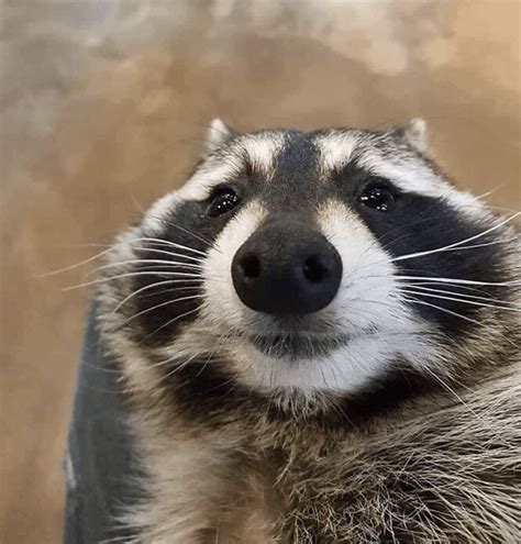 Does Anyone Know The Source Of This Raccoon Image It Is Very Important
