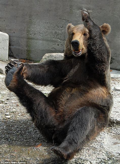 Meet Mikhail The Amazing Yoga Bear The Grinning Grizzly Who