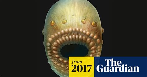 a huge mouth and no anus this could be our earliest known ancestor evolution the guardian